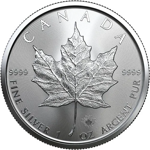 Silver Maple